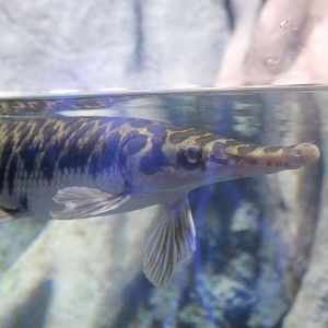 Florida gar (Lepisosteus platyrhincus) - BXSea