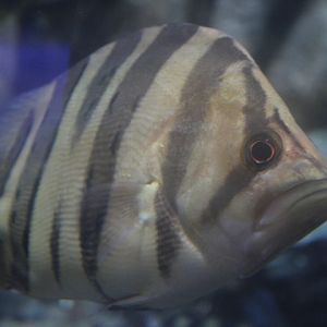 Finescale tigerfish (Datnioides microlepis)