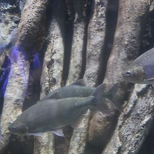 Piraputanga (Brycon hilarii) - BXSea