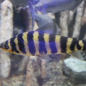 Nine-banded leporinus (Leporinus affinis) - BXSea
