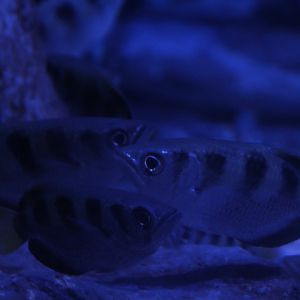 Banded archerfish (Toxotes jaculatrix) - BXSea