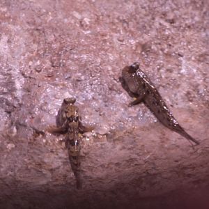 Barred mudskipper (Periophthalmus argentilineatus) - BXSea