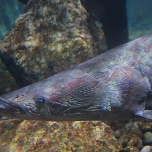 Pirarucu (Arapaima gigas) - BXSea