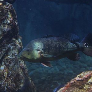 Xingu peacock bass (Cichla melaniae) - BXSea