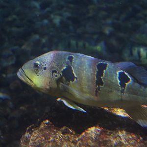 Orinoco peacock bass (Cichla orinocensis) - BXSea