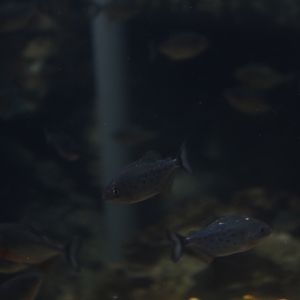 Red-bellied piranha (Pygocentrus nattereri) - BXSea