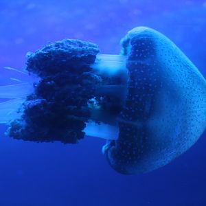 White-spotted jellyfish (Phyllorhiza punctata) - BXSea