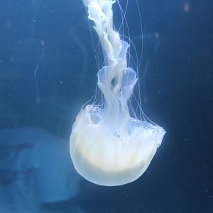 Indonesian sea nettle (Chrysaora chinensis) - BXSea