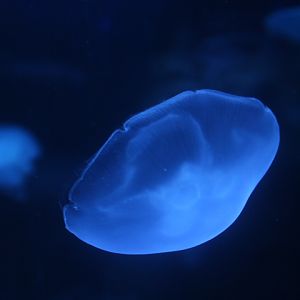 Moon jellyfish (Aurelia aurita) - BXSea