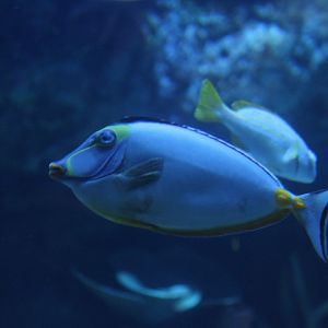 Elegant unicornfish (Naso elegans) - BXSea