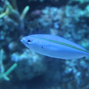 One-stripe fusilier (Pterocaesio tessellata) - BXSea