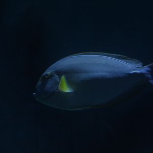 Yellowfin surgeonfish (Acanthurus xanthopterus) - BXSea