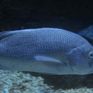 Mangrove red snapper (Lutjanus argentimaculatus) - BXSea