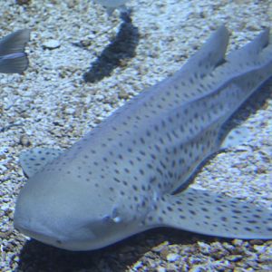 Zebra shark (Stegostoma tigrinum) - BXSea