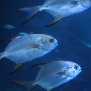 Snubnose dart (Trachinotus blochii) - BXSea