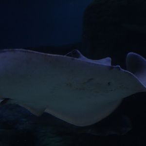 Cowtail stingray (Pastinachus sephen) - BXSea