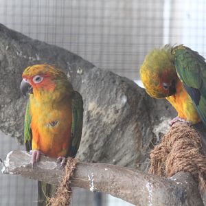 Sun conure (Aratinga solstitialis) - BXBirds