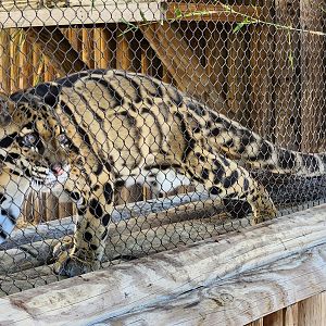 Jacarlene Foundation Animal Care Campus - Clouded leopard