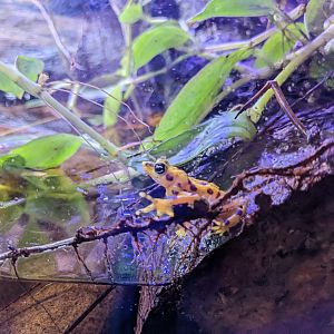 Jacarlene Foundation Animal Care Campus - Panamanian golden frog