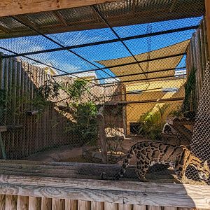 Jacarlene Foundation Animal Care Campus - Clouded leopard