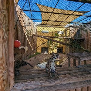 Jacarlene Foundation Animal Care Campus - Clouded leopard