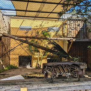 Jacarlene Foundation Animal Care Campus - Clouded leopard
