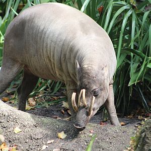 North Sulawesi Babirusa (Babyrousa celebensis)