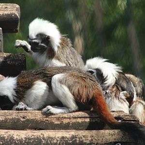 Cottontop Tamarins (Sagiunus oedipus)