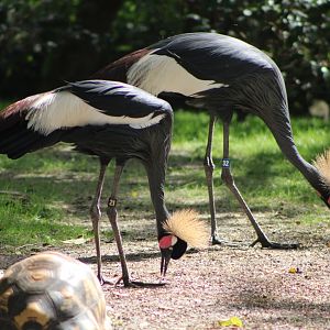 Black Crowned Cranes (B. pavonia) and Radiated Tortoise (A. radiata)