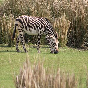 Hartmann’s Mountain Zebra (E. zebra. hartmannae)