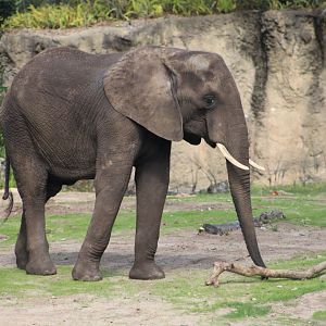 African Bush Elephant (Loxodonta africana)