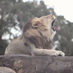 “Dakari” the African Lion (Panthera leo ssp.)
