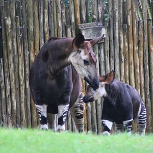 “Elijah” and “Zelda” the Okapis (Okapia johnstoni)