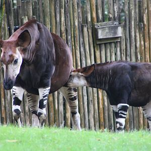 “Elijah” and “Zelda” the Okapis (Okapia johnstoni)