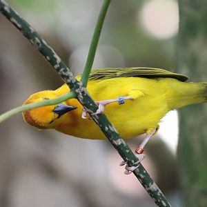 Taveta Golden Weaver (Ploceus castaneiceps)