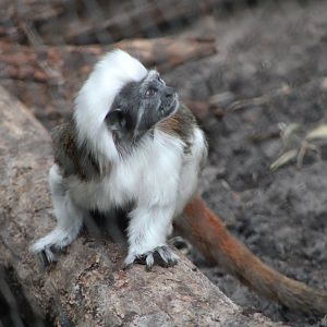 Cottontop Tamarin (Saginus oedipus)