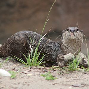 Asian Small-Clawed Otter (Aonyx cinereus)