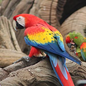 Scarlet (A. macao) and Red-Fronted Macaws (A. rubrogenys)