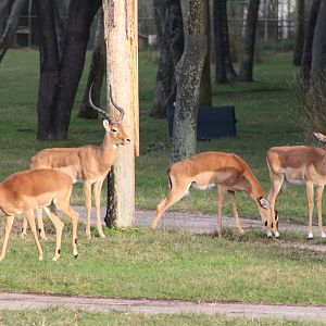 Impala Herd (Aepyceros melampus ssp.)
