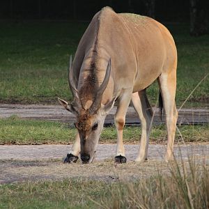 Common Eland (Taurotragus oryx)