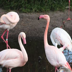 Greater Flamingos (Phoenicopterus roseus)