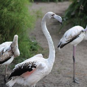 Juvenile Greater Flamingos (Phoenicopterus roseus)