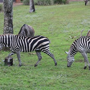 Plains Zebra, Blue Wildebeest, and Roan Antelope (E. q. ssp; C. taurinus; H. equinus)