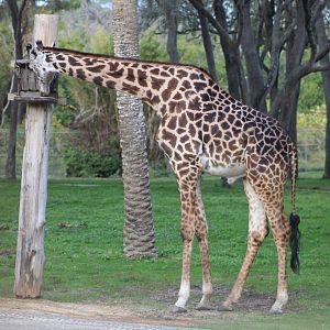 Masai Giraffe (Giraffa tippelskirchi)
