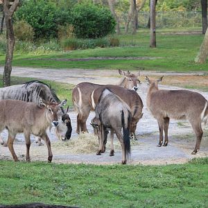 Blue Wildebeest (C. taurinus) and Common Waterbuck (K. e. ssp.)