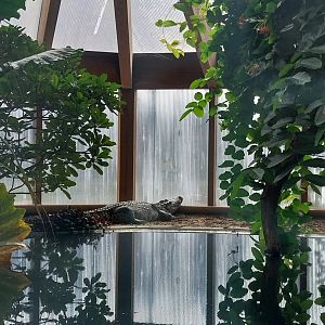 Dôme des espèces menacées - Siamese crocodile (Crocodylus siamensis)