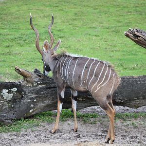 Lesser Kudu (Tragelaphus imberbis)