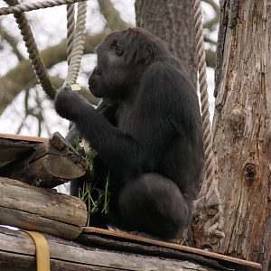 Gorilla gorilla gorilla, Feb 2024