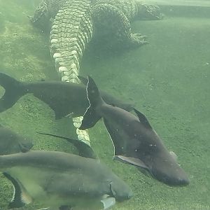 Dôme des espèces menacées - Siamese crocodile (Crocodylus siamensis) and pangasius species?