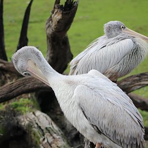 Pink-Backed Pelicans (Pelecanus rufescens)